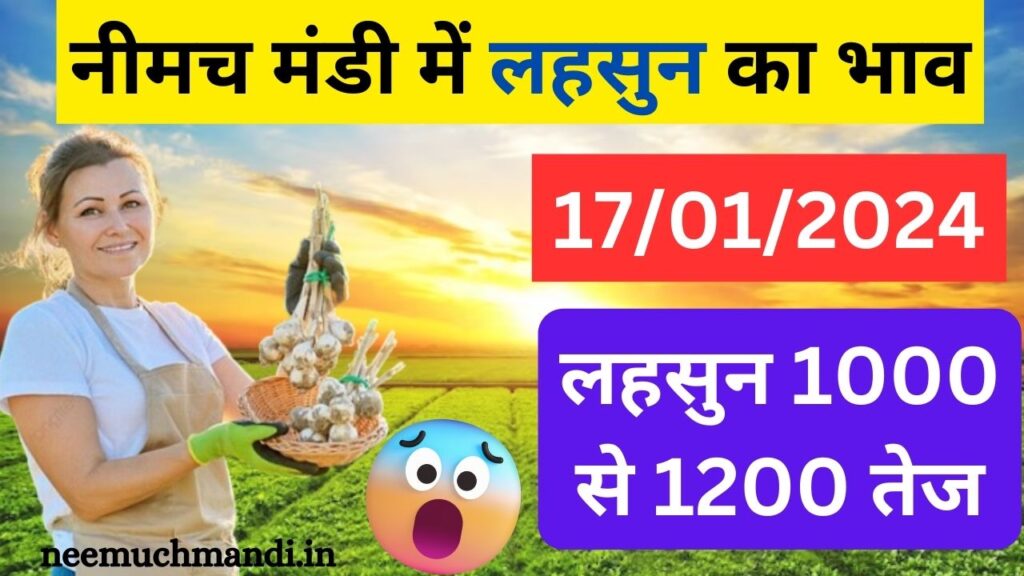 Neemuch mandi lahsun ka bhav today live, Garlic Mandi Bhav in Neemuch