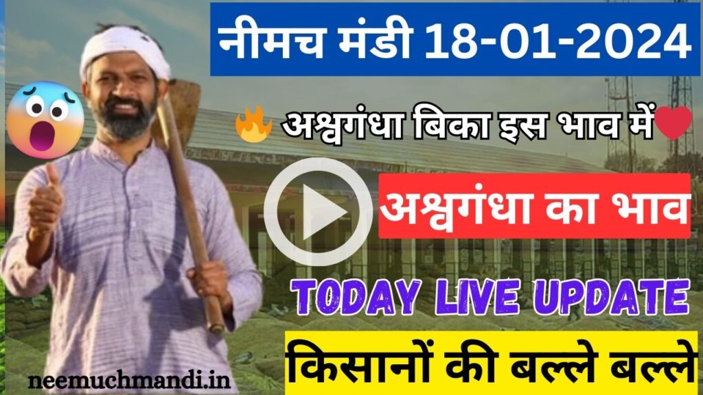 18/01/2024 neemuch mandi ashwagandha ka bhav: नीमच मंडी में अश्वगंधा का भाव