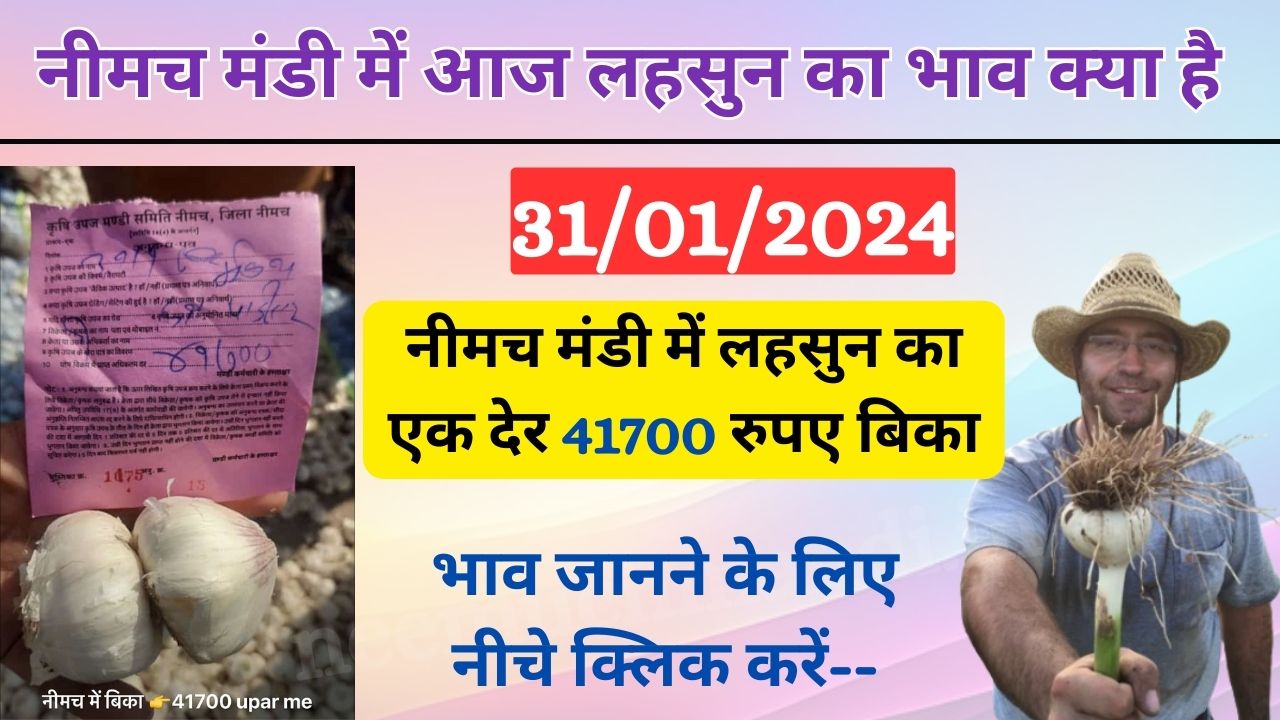 31/01/2024 आज का लहसुन का भाव | Aaj Ka Lahsun Ka Bhav | Today Garlic Rate