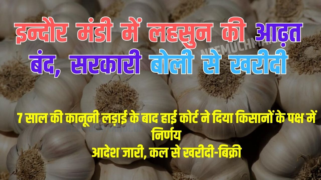 indore market garlic news