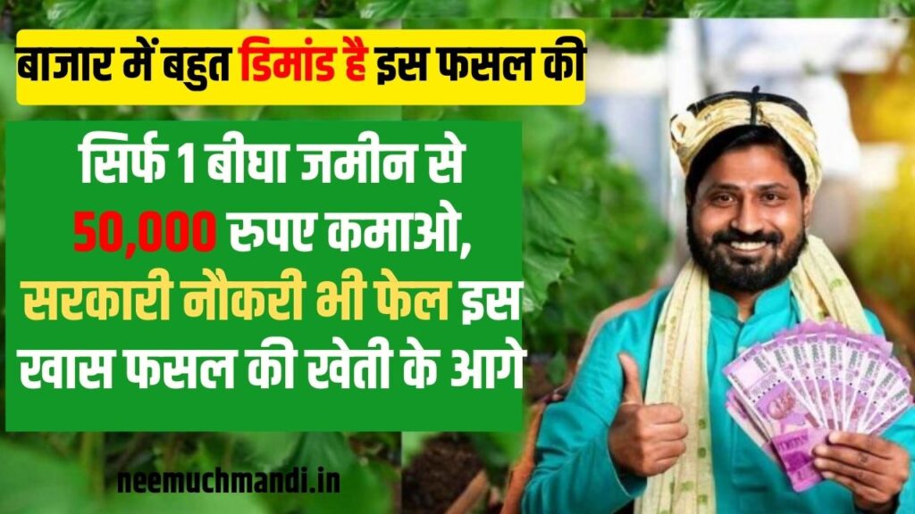 Amezing Farming: सिर्फ एक बीघा जमीन से 50,000 रुपए कमाओ, सरकारी नौकरी भी फेल इस खास फसल की खेती के आगे