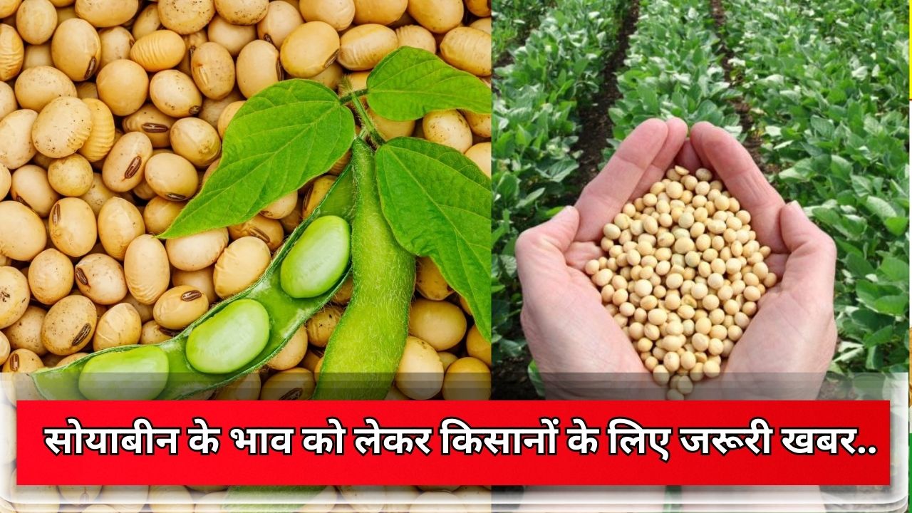 What is the very important news for the farmers regarding the price of soybean, know the latest update of the price.