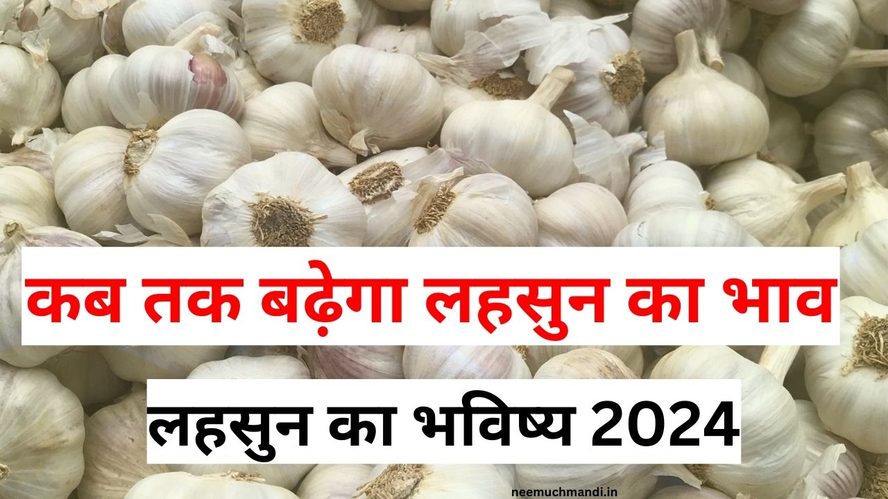 Garlic future 2024: इस साल लहसुन के दाम होंगे 30000 रु प्रति क्विंटल, देखिये विदेशो में लहसुन की मांग कितनी