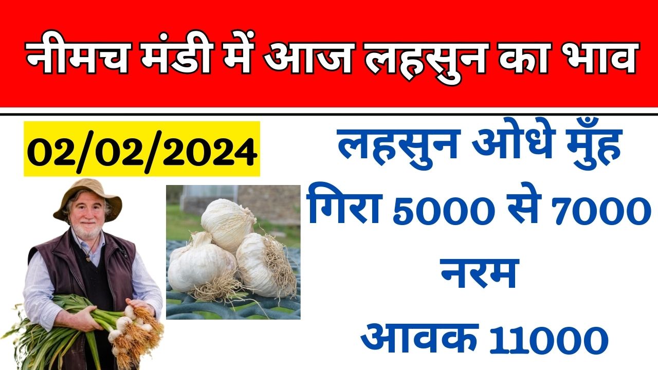 02/02/2024 आज का लहसुन का भाव | Aaj Ka Lahsun Ka Bhav | Today Garlic Rate | Garlic Price Today