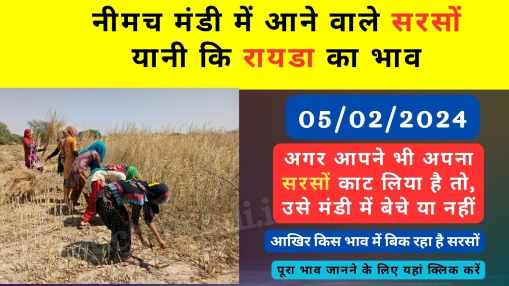 neemuch mandi me aaj sarso ka bhav: नीमच मंडी में आज सरसों का क्या भाव है?