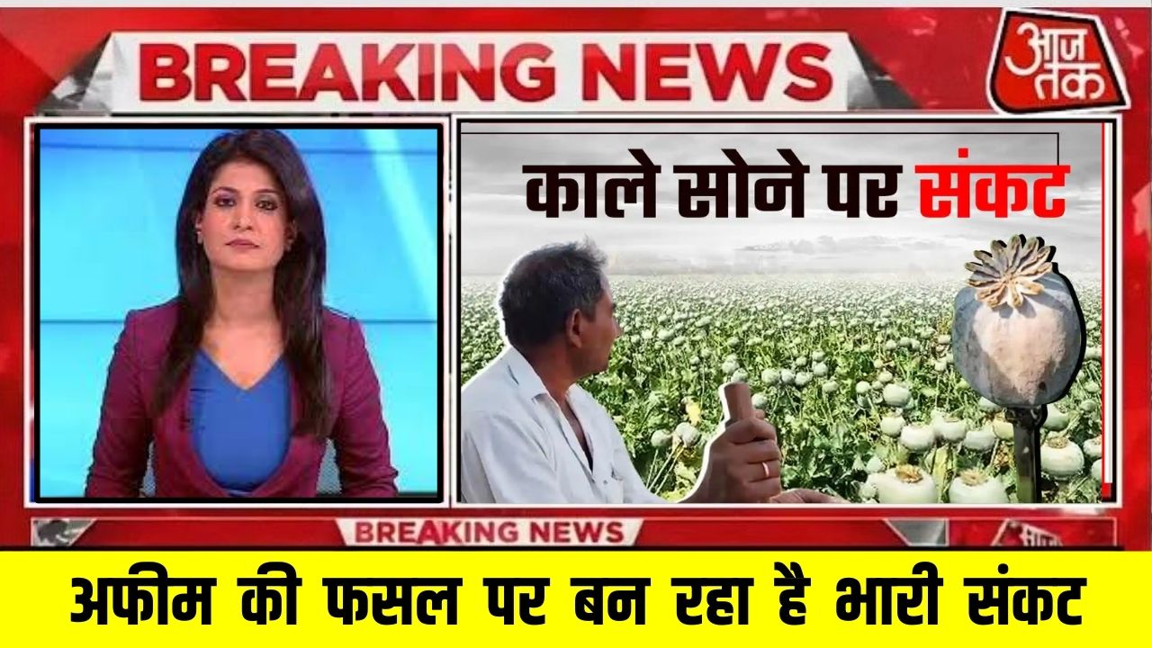 There is danger of rain on opium crop, along with it there is also danger of theft, farmers are very worried.