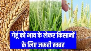 Wheat Prices 2024 : गेहूं के भाव को लेकर किसान साथियों के लिए जरूरी खबर, सरकार की तरफ से आया नया मैसेज, पड़े पूरी खबर