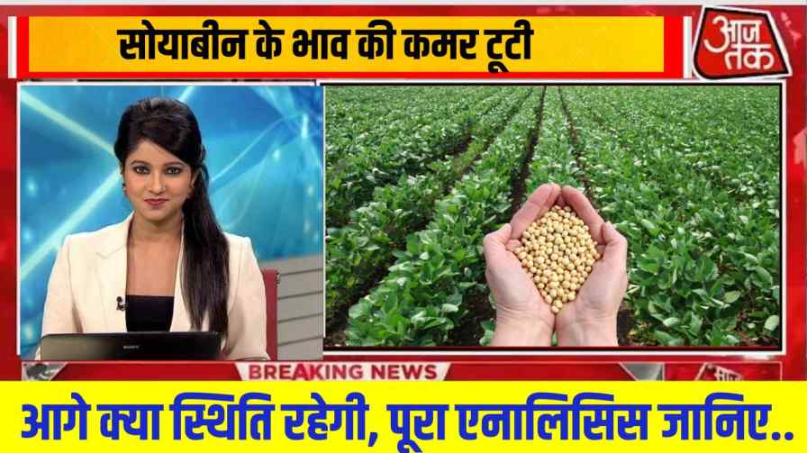 MP Soybean Bhav news