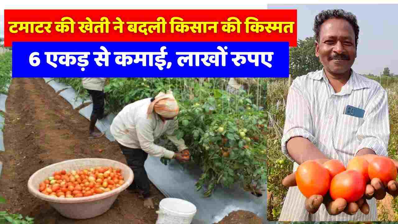 Agriculture News: टमाटर की खेती करके किसान तीन से चार महीने में 4 लाख रुपए कमा रहे हैं, आखिर कैसे