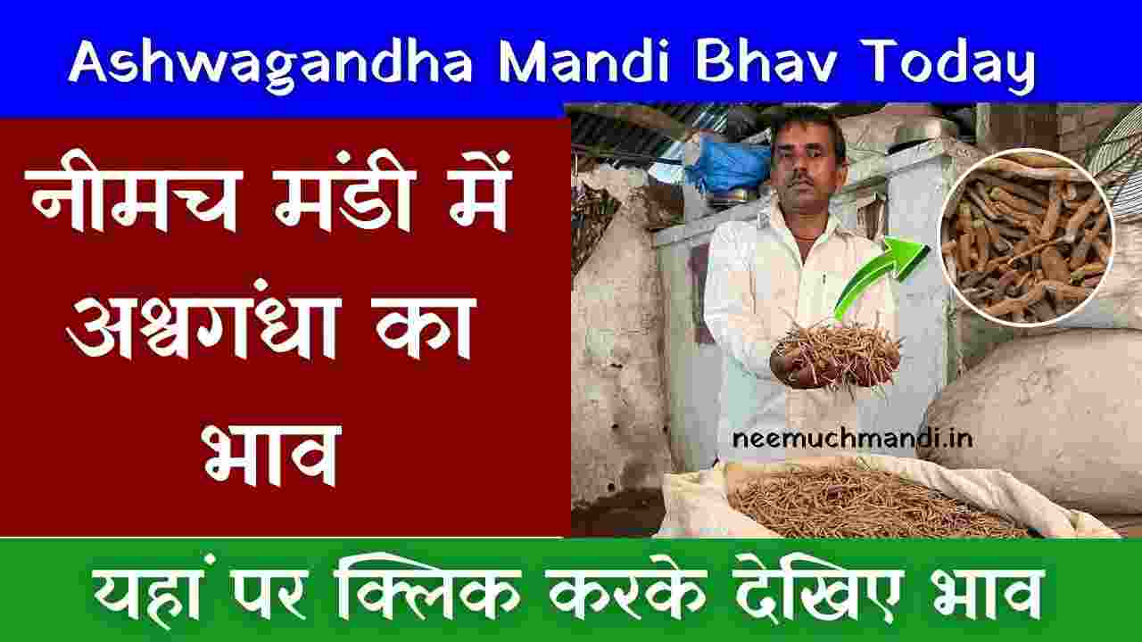 Ashwagandha Bhav Neemuch Mandi : नीमच मंडी में अश्वगंधा का भाव 18/04/2024