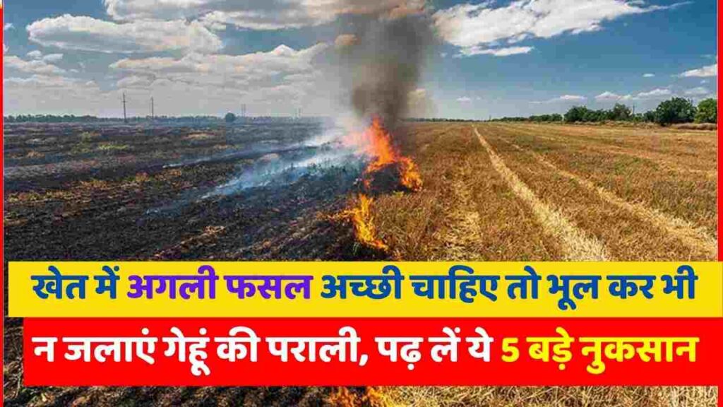 If the farmer wants a good next crop in the field then he should not burn this wheat straw even after saying this, it will cause 5 big losses. (1)