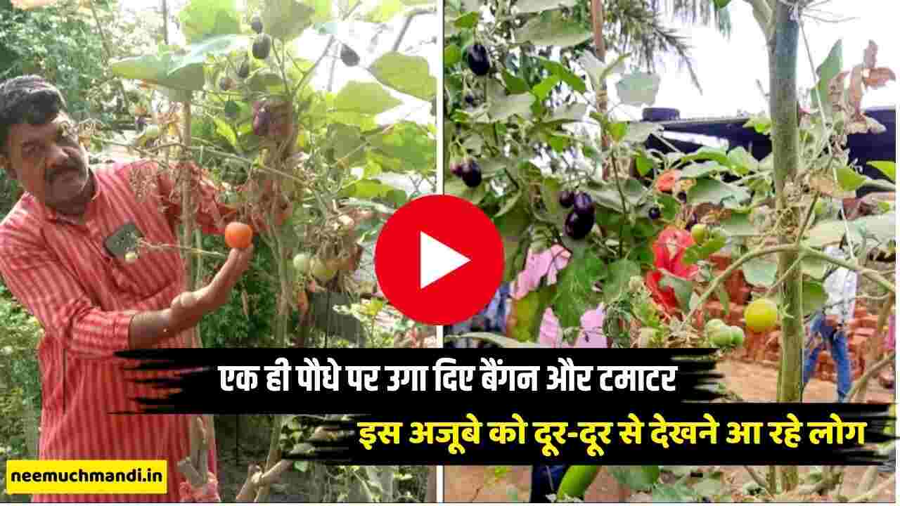 Latest Agricultural News: Farmer grows tomatoes and brinjals on the same plant, people are coming from far away to see this wonder, watch full video