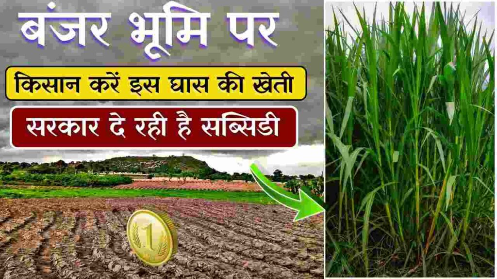 NAPIER GRASS: बंजर जमीन पर इस घास की करें किसान खेती सरकार दे रही है इस घास पर सब्सिडी।