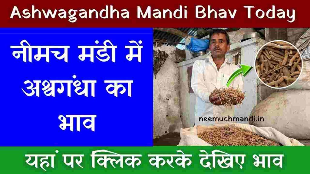 Neemuch Mandi Today Ashwagandha Bhav