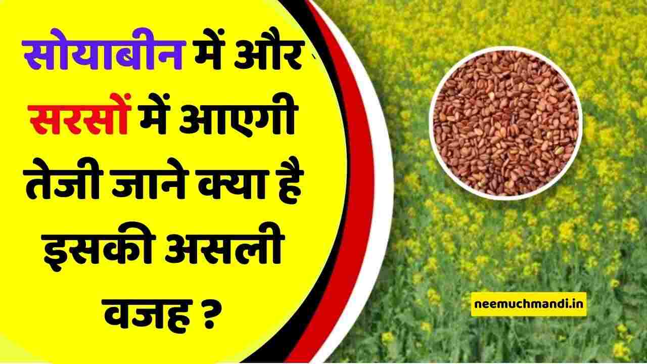 There will be a rise in soybean and mustard prices, know what is the real reason for this?