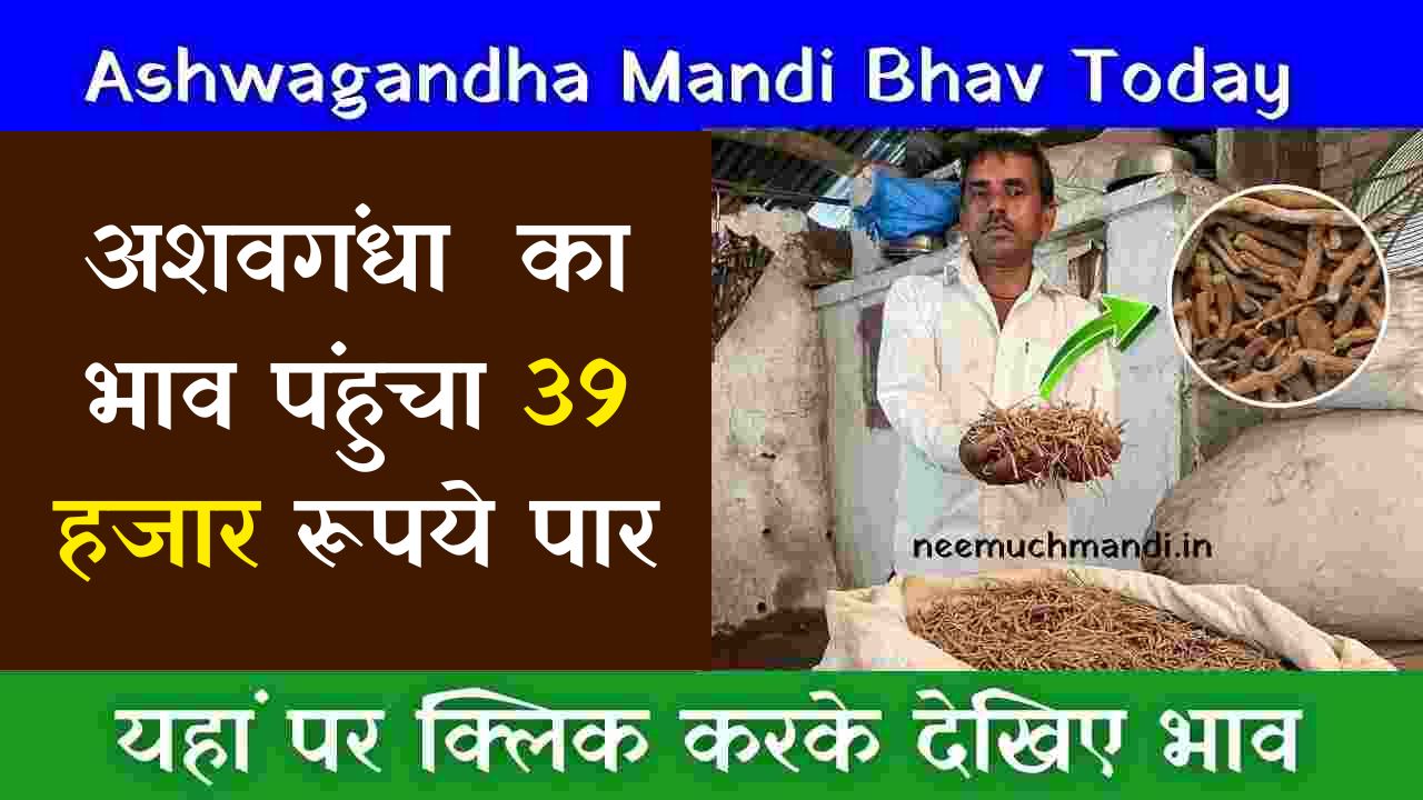 Today Neemuch Mandi Ashwagandha Bhav