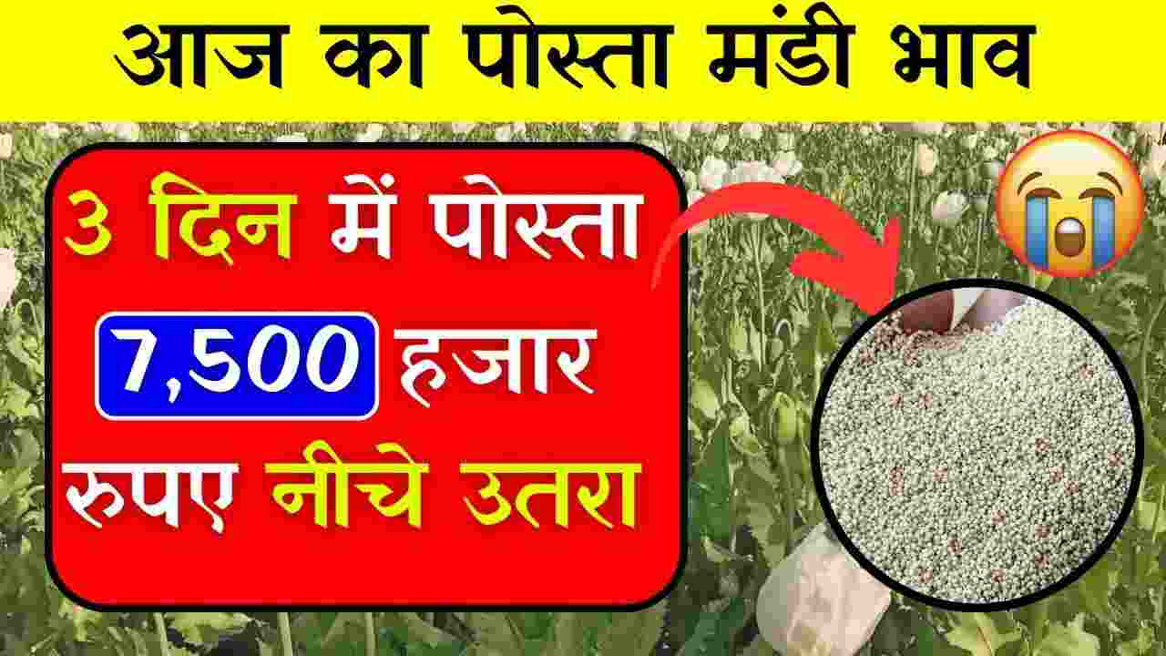 Neemuch Mandi Posta Dana Bhav | नीमच मंडी में आज का पोस्ता दाना भाव