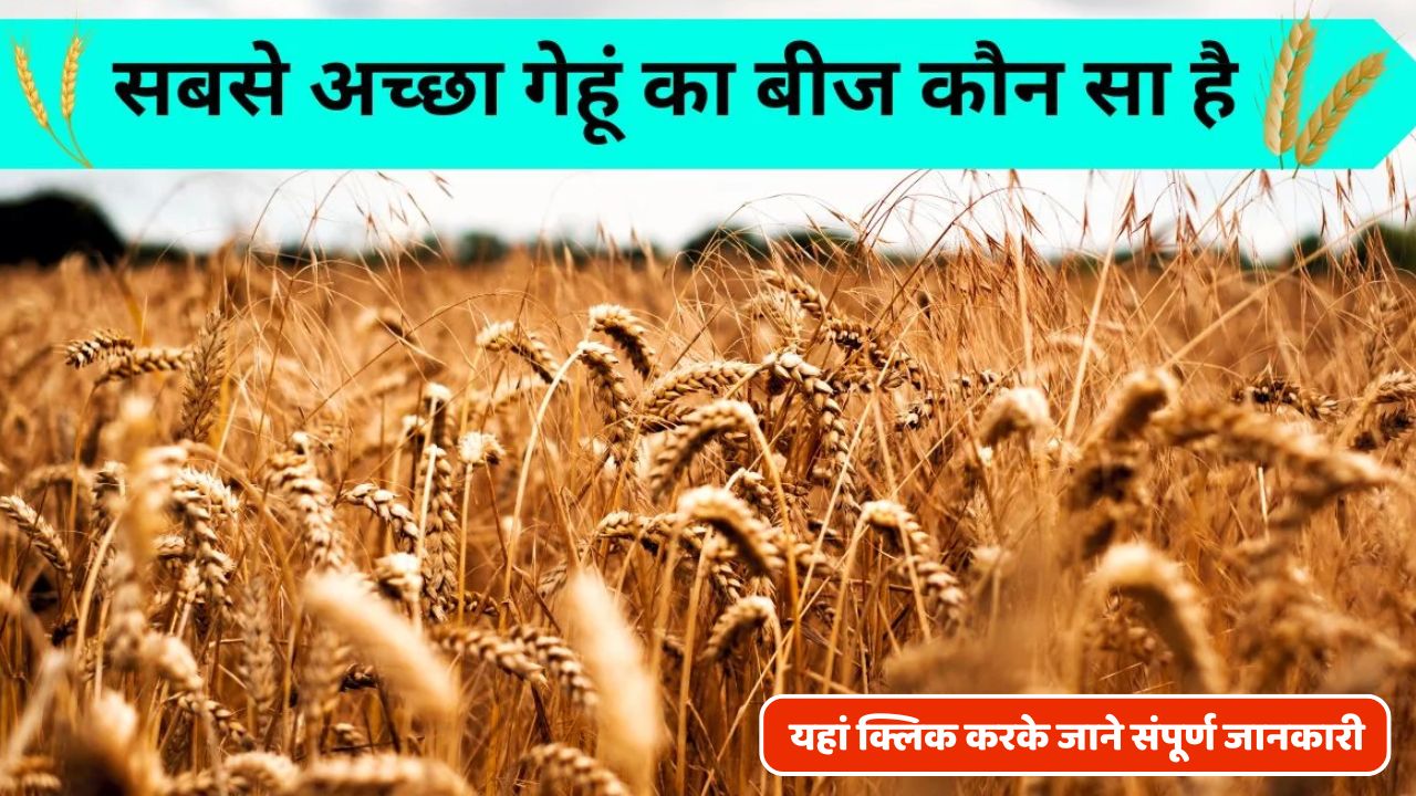 Which is the best wheat seed in India? Which are the improved varieties of wheat found in India?