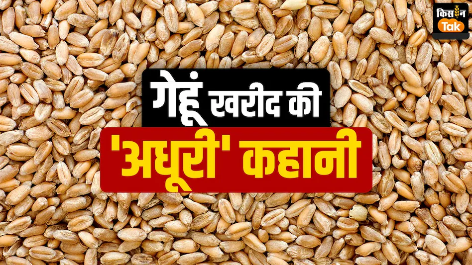 Wheat Procurement