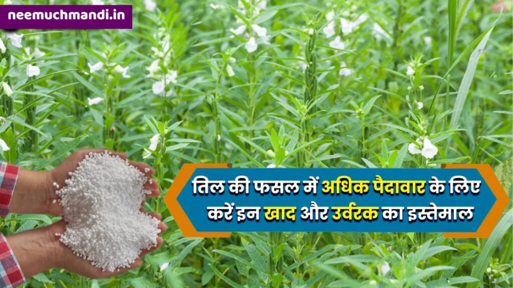 Fertilizer In Sesame Cultivation