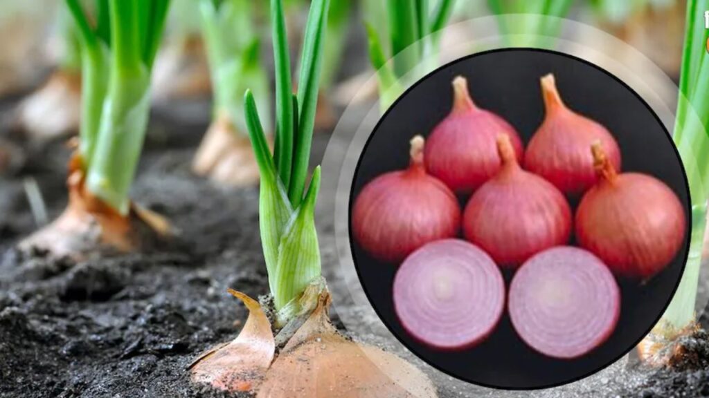 Onion Price