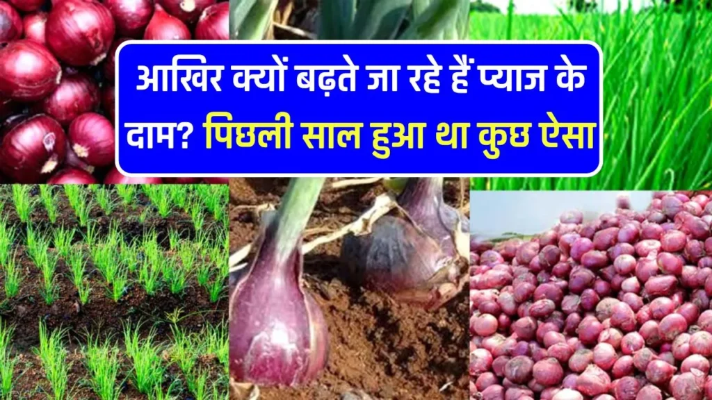 Onion Price