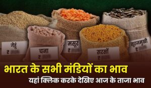 mandi bhav