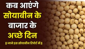 कब आएंगे सोयाबीन के बाजार के अच्छे दिन 1