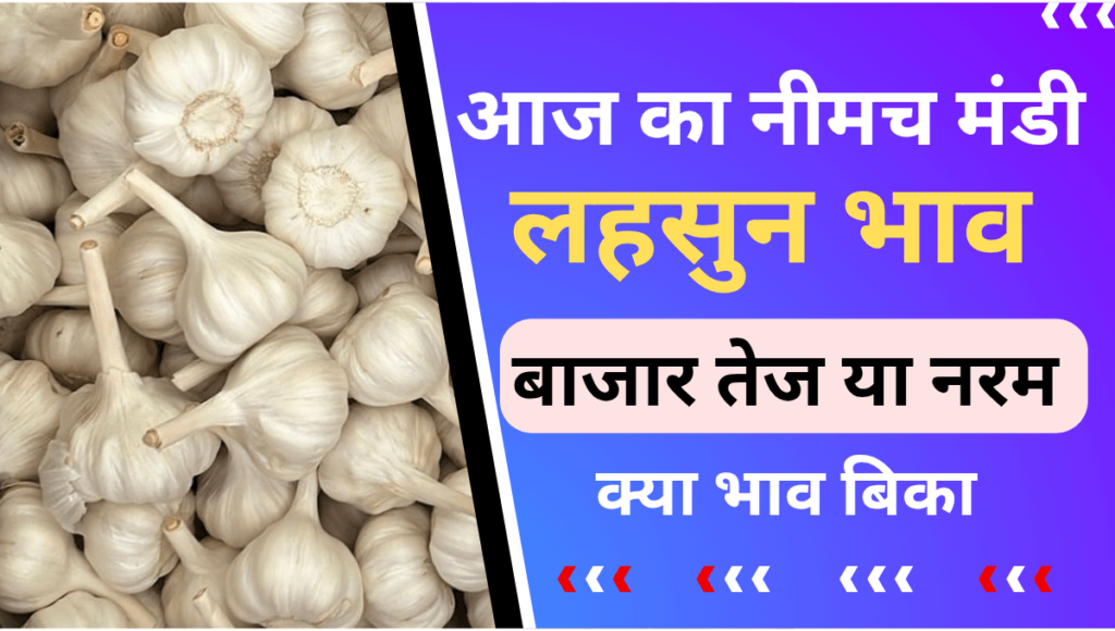 Copy of Copy of Copy of आज का नीमच मंडी भाव 20250706 155814 0000