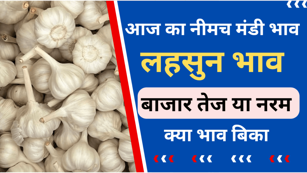 Copy of Copy of आज का नीमच मंडी भाव 20250305 083117 0000