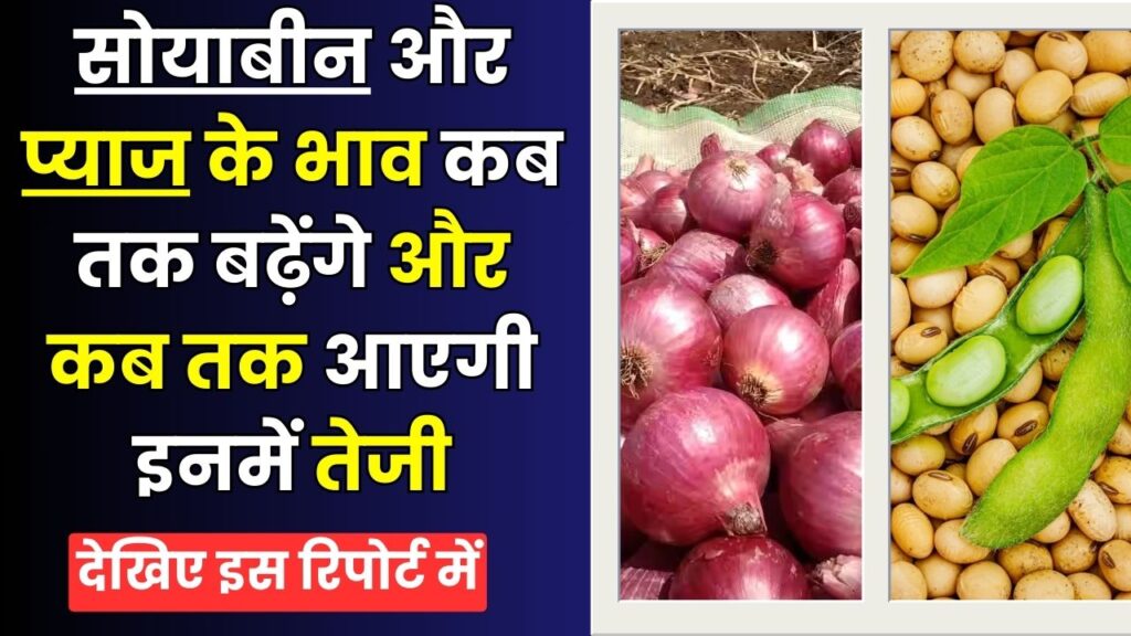 सोयाबीन और प्याज के भाव कब तक बढ़ेंगे और कब तक आएगी इनमें तेजी 1 soyabin pyaj