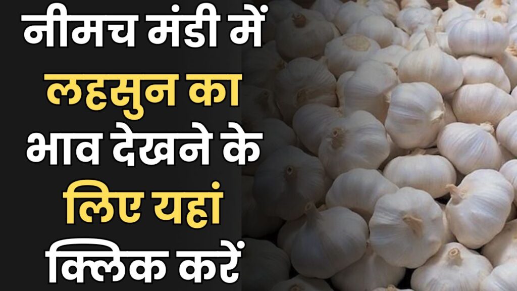 नीमच मंडी लहसुन भाव रिपोर्ट – 22 जुलाई 2025