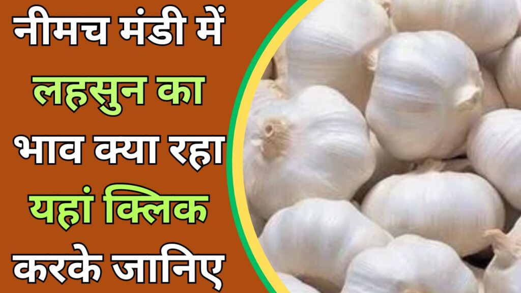 नीमच मंडी लहसुन भाव रिपोर्ट – 23 जुलाई 2025