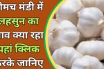 नीमच मंडी लहसुन भाव रिपोर्ट – 23 जुलाई 2025